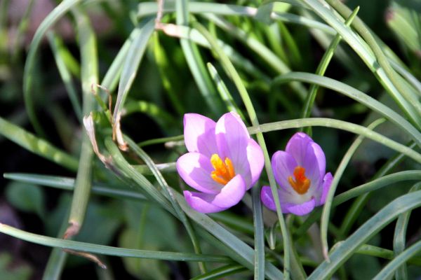Krokus