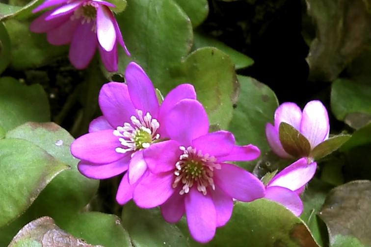Leberblume