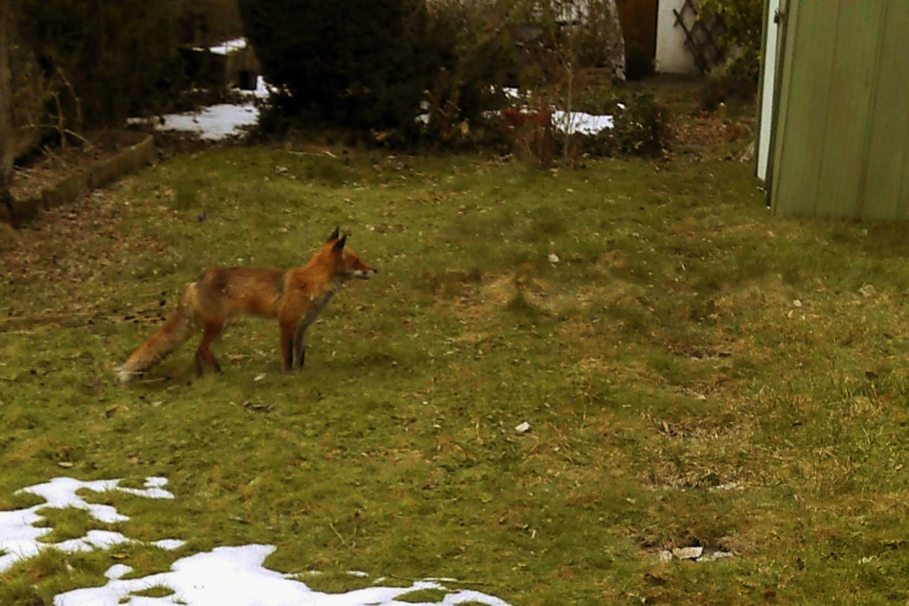 Fuchs