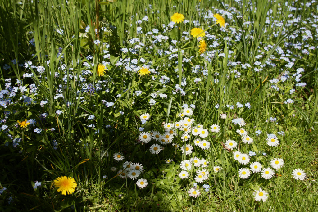 Blumenwiese