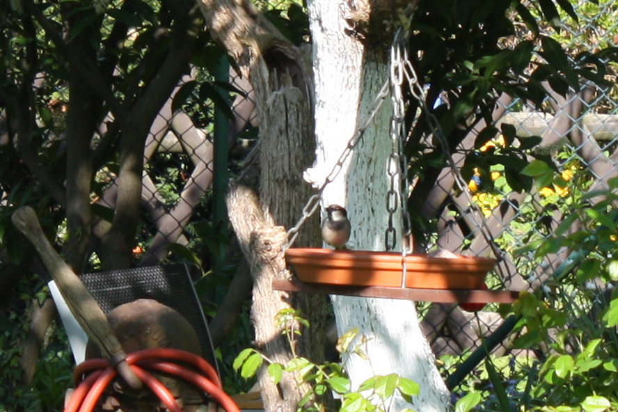 Vogelbad