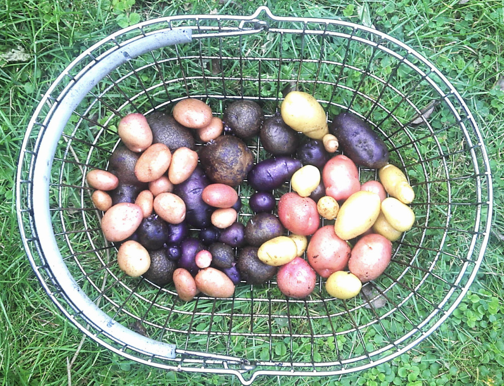 Kartoffelernte 8/2014