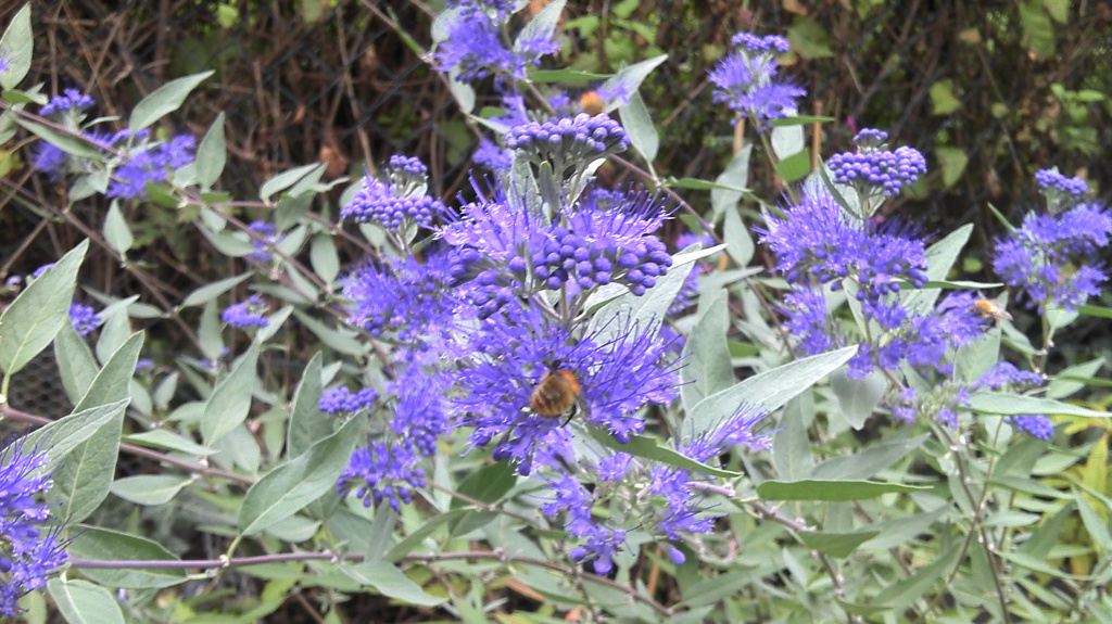 Bartblume